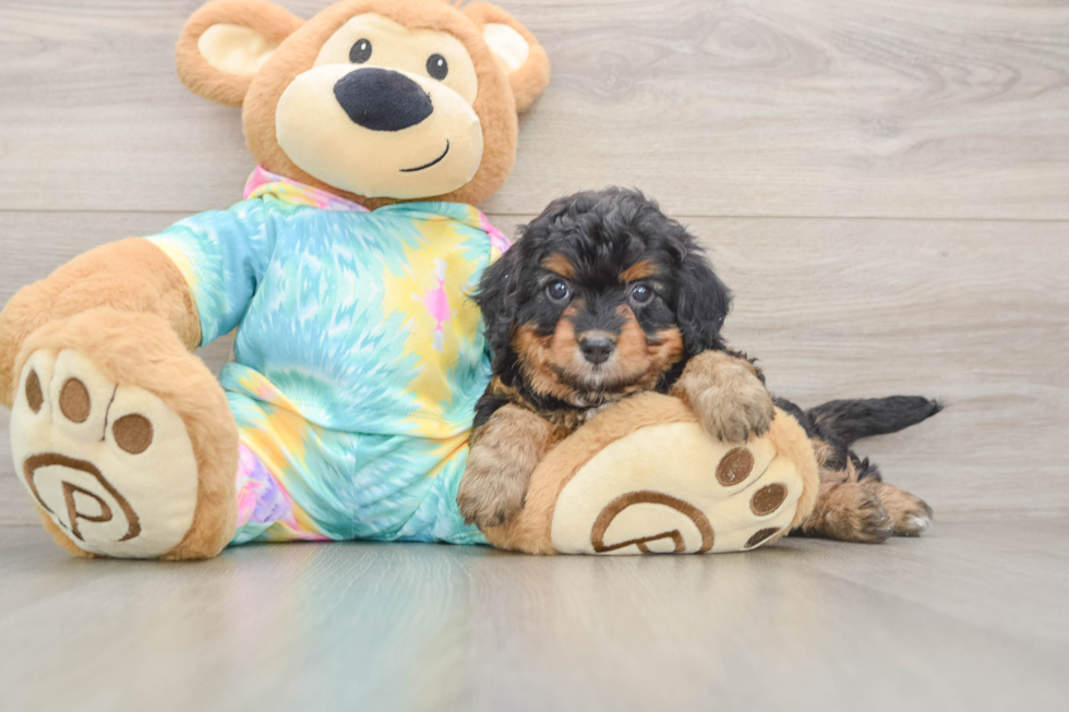 Happy Mini Aussiedoodle Baby