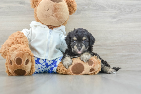 Smart Mini Aussiedoodle Poodle Mix Pup