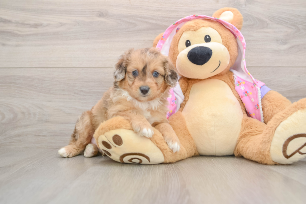 Friendly Mini Aussiedoodle Baby