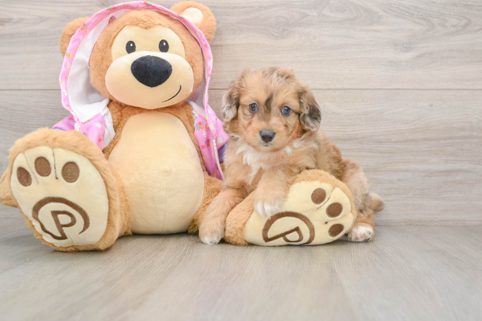 Mini Aussiedoodle Puppy for Adoption