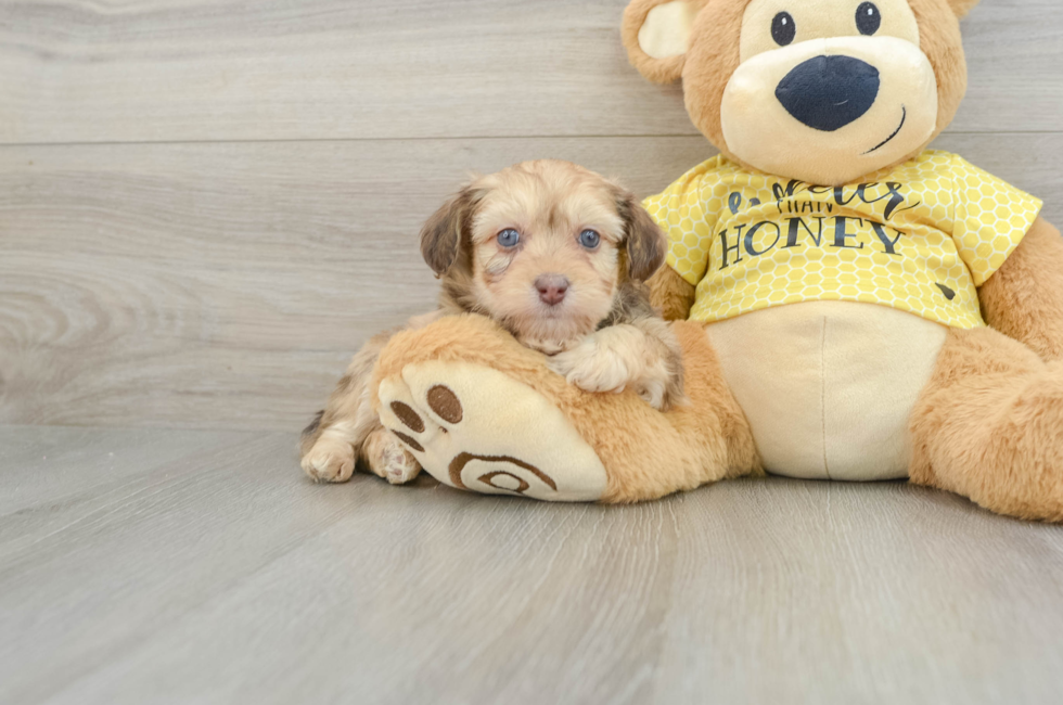 7 week old Mini Aussiedoodle Puppy For Sale - Seaside Pups