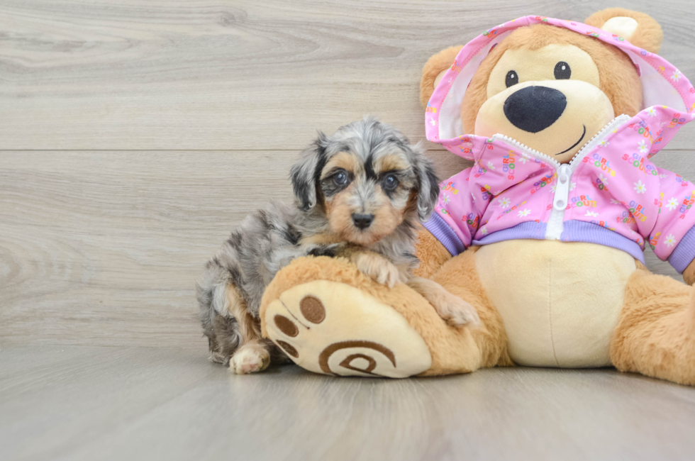 6 week old Mini Aussiedoodle Puppy For Sale - Seaside Pups