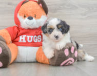 7 week old Mini Aussiedoodle Puppy For Sale - Seaside Pups