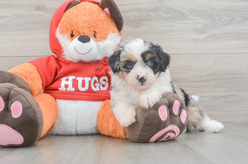 5 week old Mini Aussiedoodle Puppy For Sale - Seaside Pups