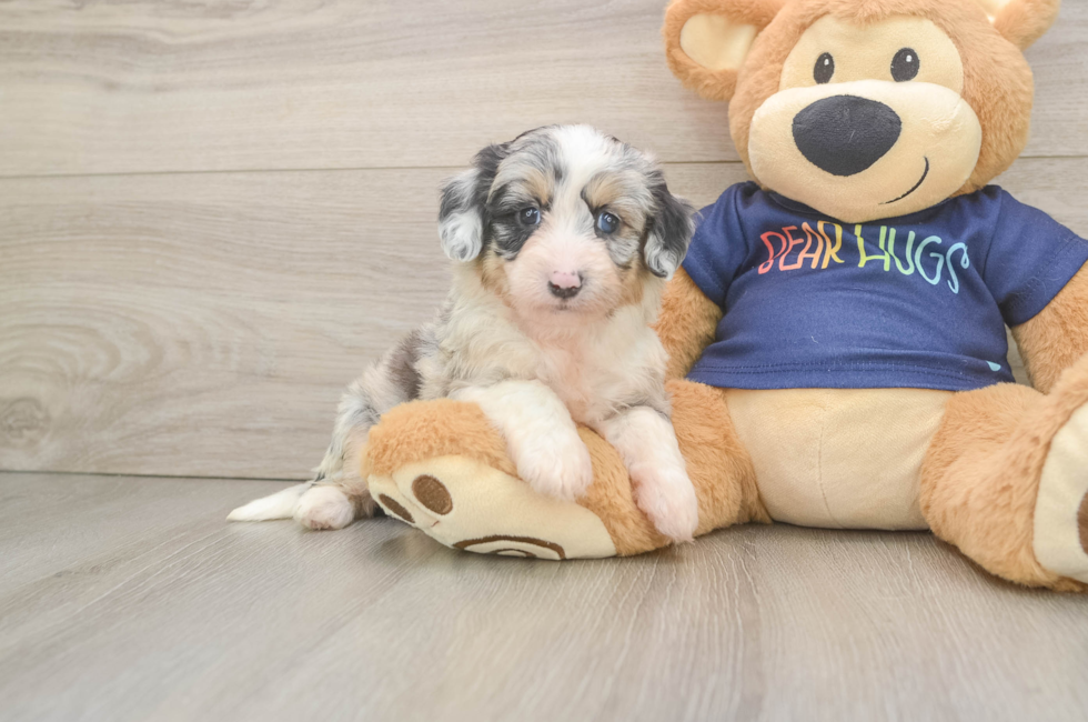 5 week old Mini Aussiedoodle Puppy For Sale - Seaside Pups