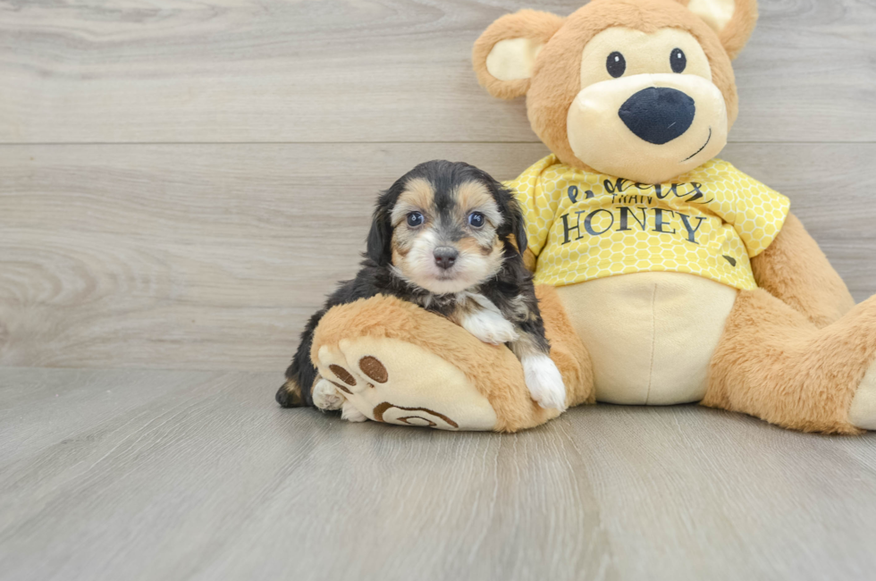 7 week old Mini Aussiedoodle Puppy For Sale - Seaside Pups