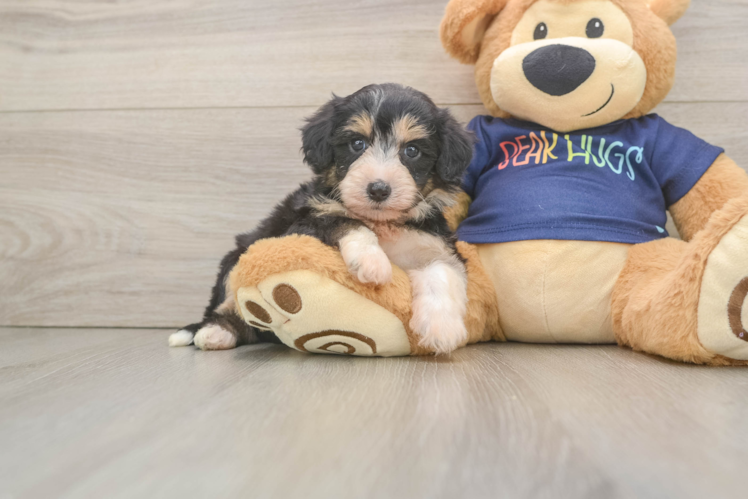 Sweet Mini Aussiedoodle Baby