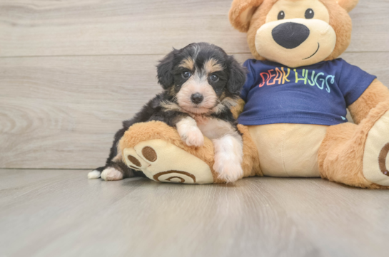 Sweet Mini Aussiedoodle Baby