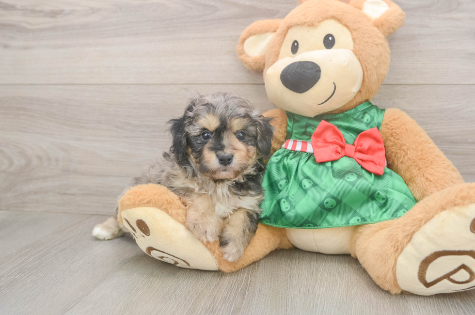 5 week old Mini Aussiedoodle Puppy For Sale - Seaside Pups