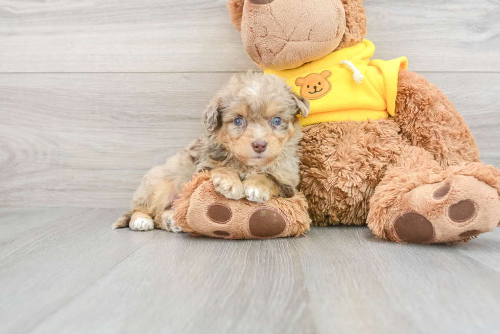 Energetic Aussiepoo Poodle Mix Puppy