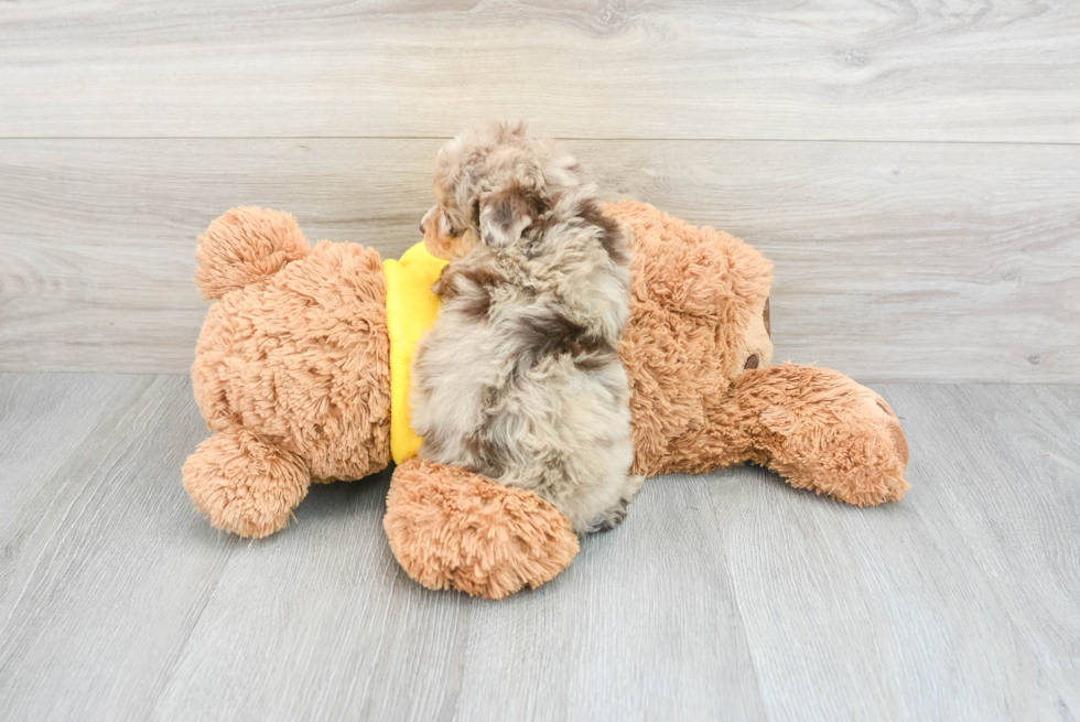 Best Mini Aussiedoodle Baby