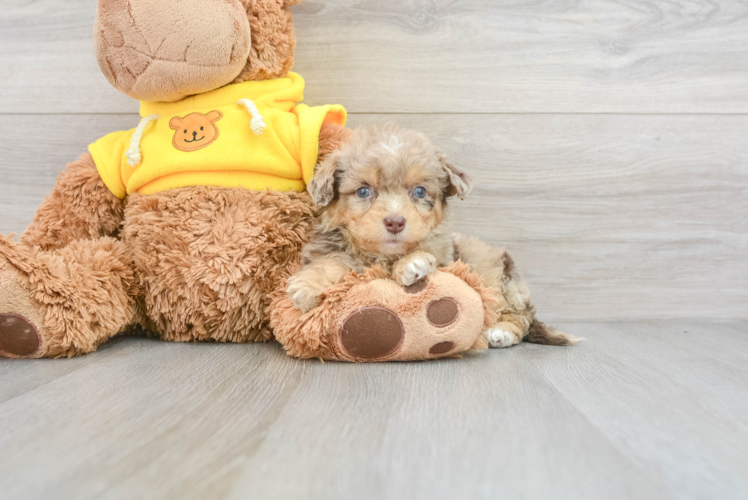 Best Mini Aussiedoodle Baby