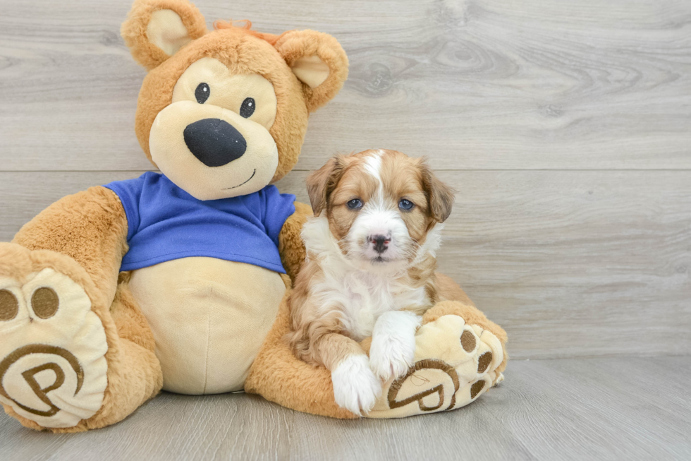 Mini Aussiedoodle Pup Being Cute