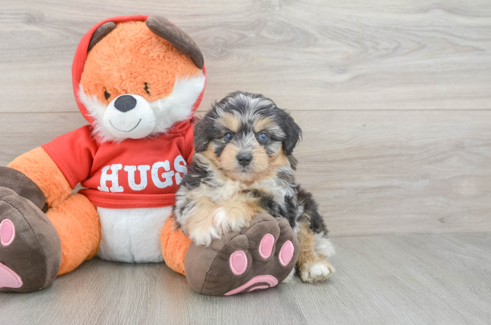 5 week old Mini Aussiedoodle Puppy For Sale - Seaside Pups