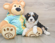 7 week old Mini Aussiedoodle Puppy For Sale - Seaside Pups