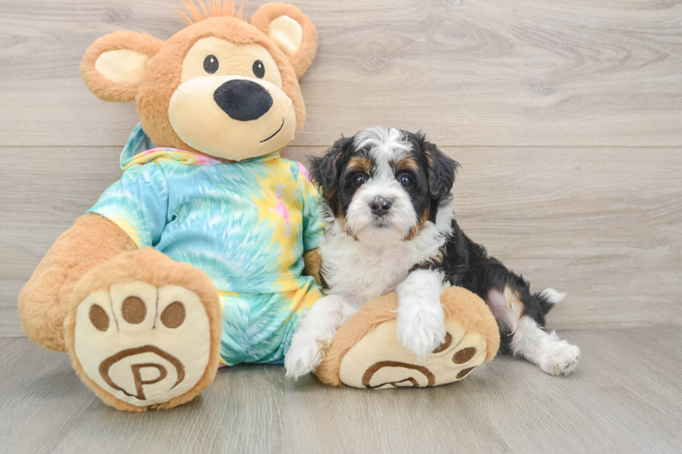 Mini Aussiedoodle Pup Being Cute