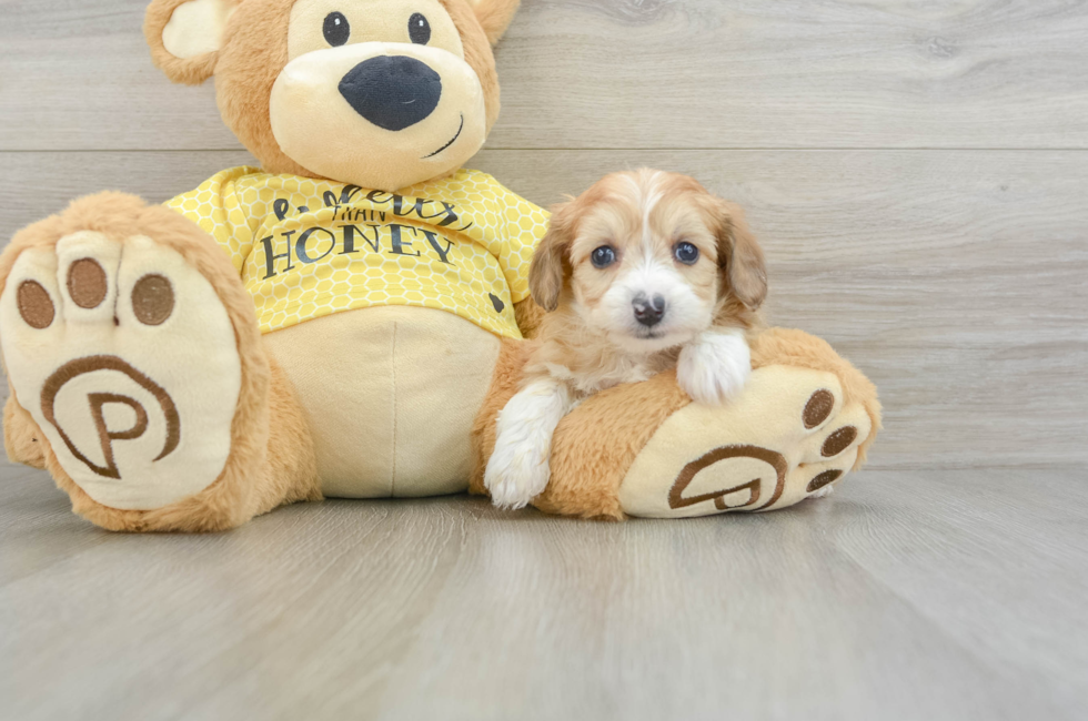 7 week old Mini Aussiedoodle Puppy For Sale - Seaside Pups