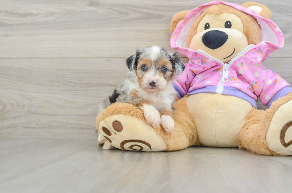 6 week old Mini Aussiedoodle Puppy For Sale - Seaside Pups