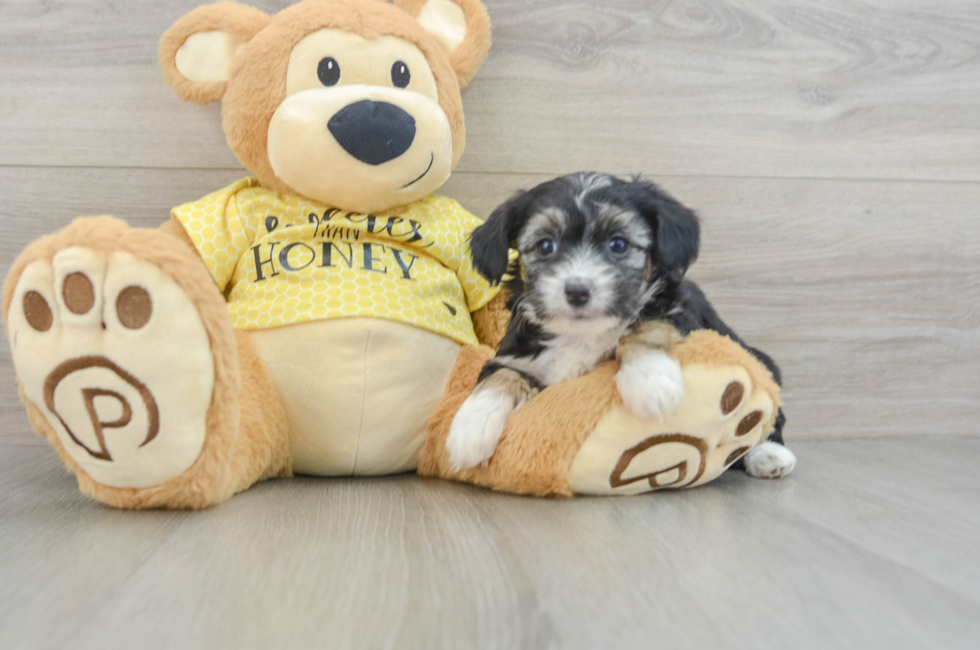 7 week old Mini Aussiedoodle Puppy For Sale - Seaside Pups