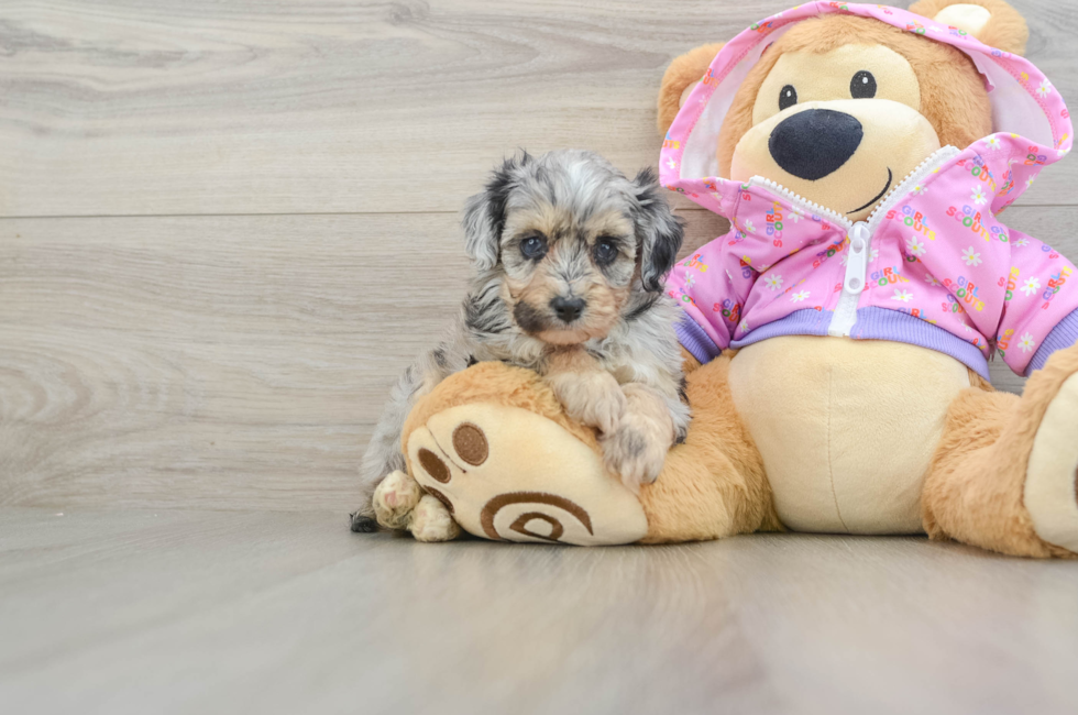 6 week old Mini Aussiedoodle Puppy For Sale - Seaside Pups