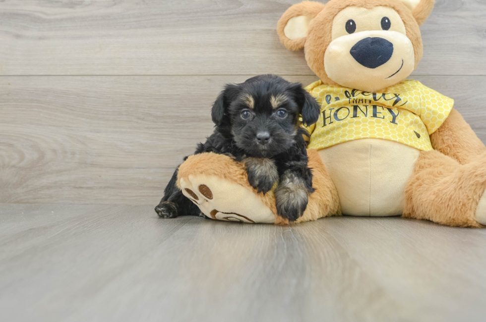 7 week old Mini Aussiedoodle Puppy For Sale - Seaside Pups