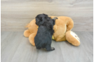 Mini Aussiedoodle Pup Being Cute