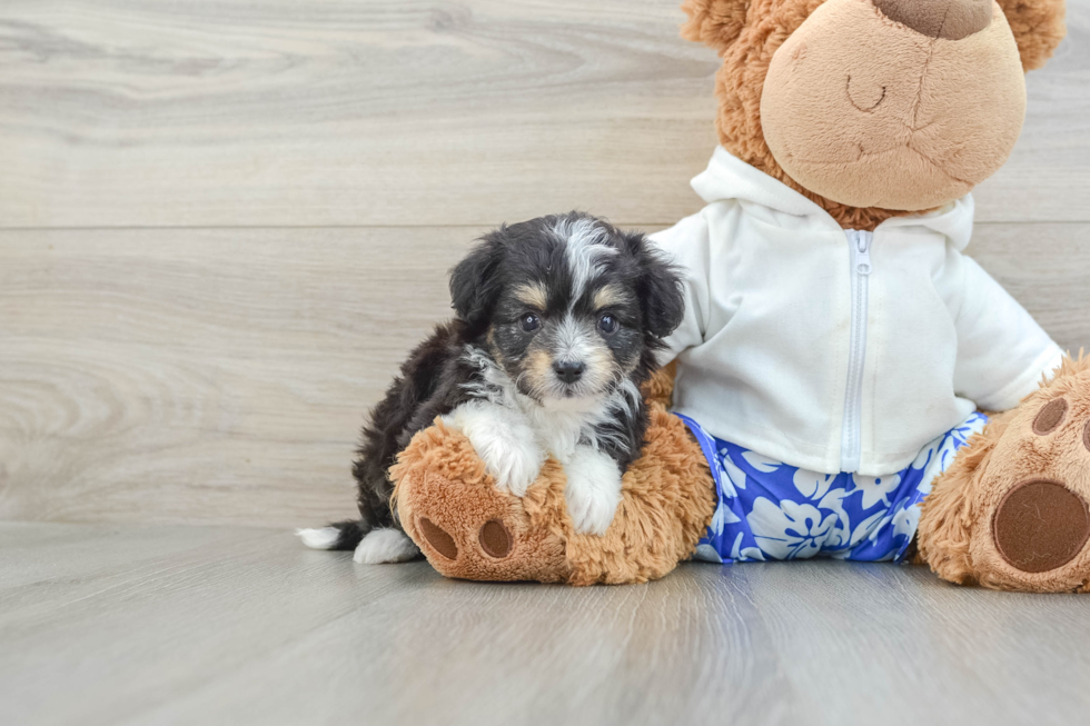 Mini Aussiedoodle Pup Being Cute