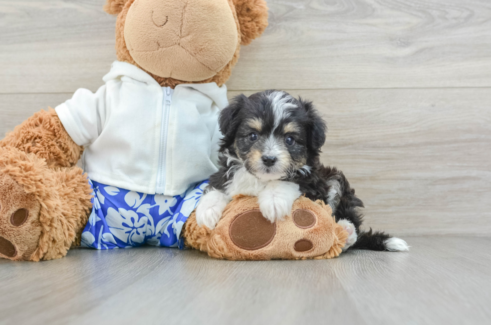 6 week old Mini Aussiedoodle Puppy For Sale - Seaside Pups