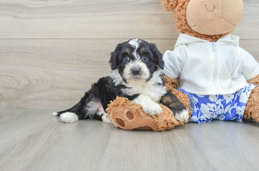 8 week old Mini Aussiedoodle Puppy For Sale - Seaside Pups