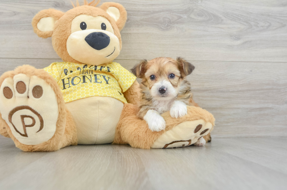 7 week old Mini Aussiedoodle Puppy For Sale - Seaside Pups