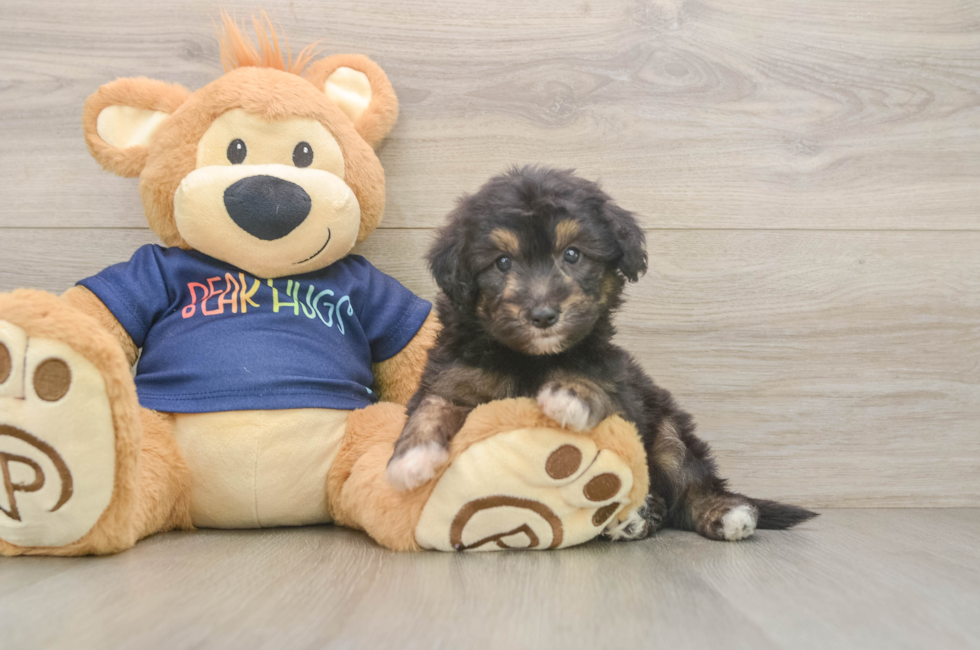 5 week old Mini Aussiedoodle Puppy For Sale - Seaside Pups