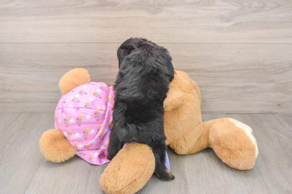 Mini Aussiedoodle Puppy for Adoption