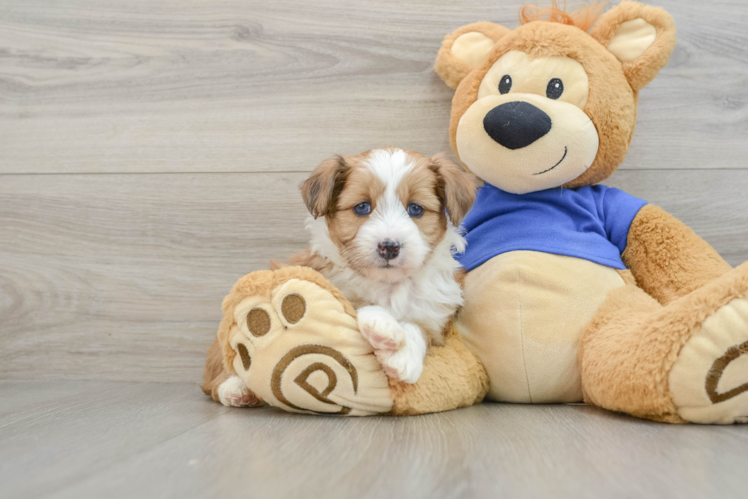 Friendly Mini Aussiedoodle Baby