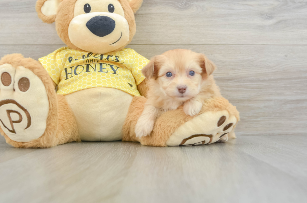 7 week old Mini Aussiedoodle Puppy For Sale - Seaside Pups