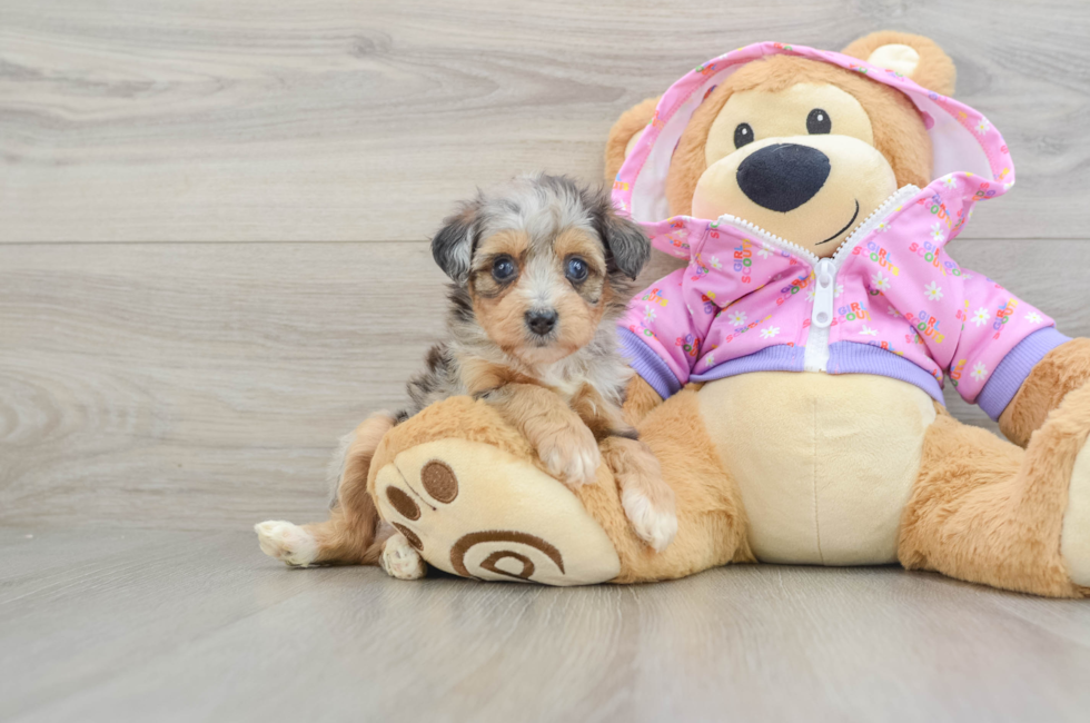 6 week old Mini Aussiedoodle Puppy For Sale - Seaside Pups