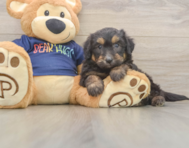 8 week old Mini Aussiedoodle Puppy For Sale - Seaside Pups