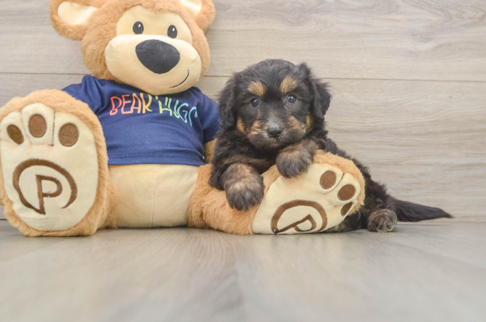 5 week old Mini Aussiedoodle Puppy For Sale - Seaside Pups