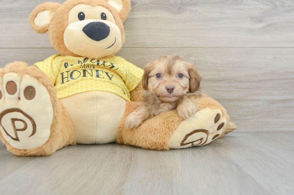 7 week old Mini Aussiedoodle Puppy For Sale - Seaside Pups