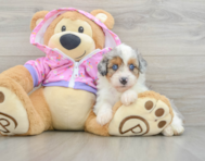 8 week old Mini Aussiedoodle Puppy For Sale - Seaside Pups