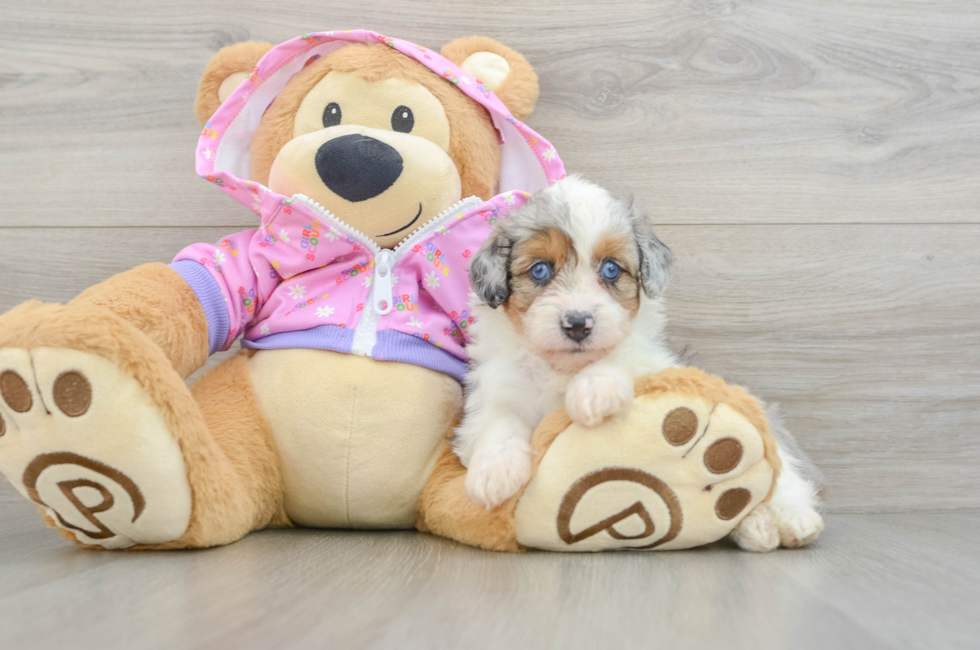 6 week old Mini Aussiedoodle Puppy For Sale - Seaside Pups