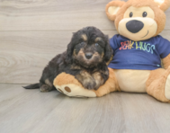 8 week old Mini Aussiedoodle Puppy For Sale - Seaside Pups