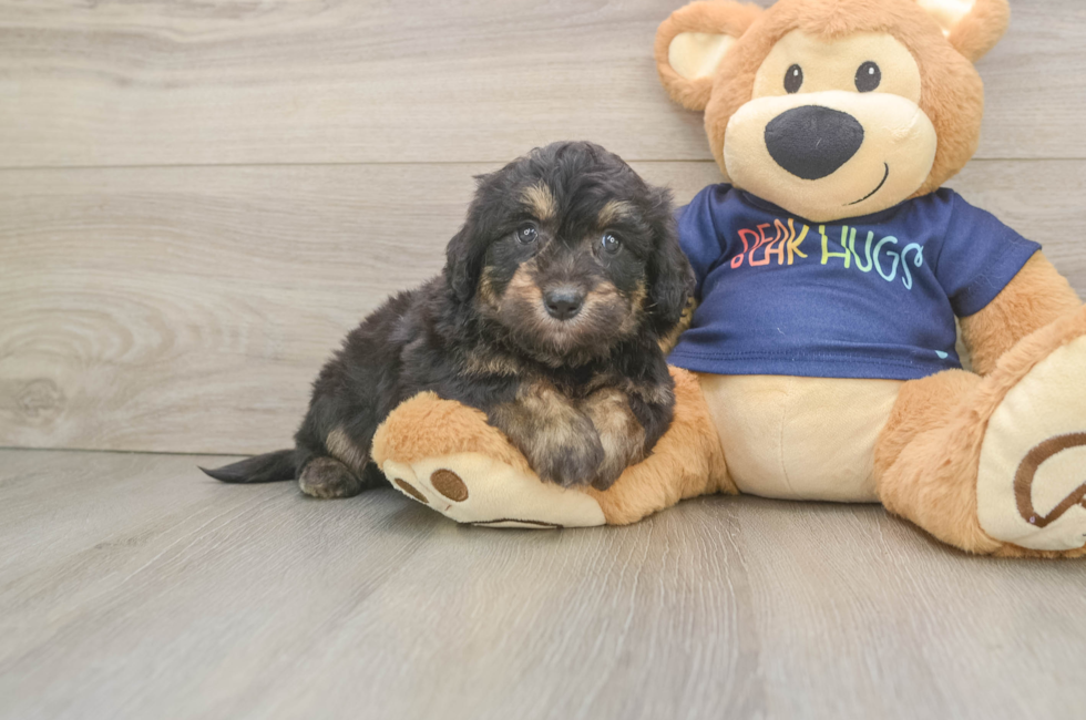5 week old Mini Aussiedoodle Puppy For Sale - Seaside Pups