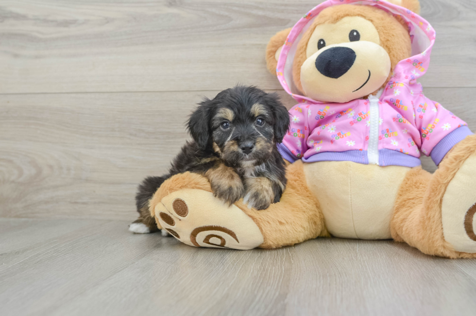 5 week old Mini Aussiedoodle Puppy For Sale - Seaside Pups