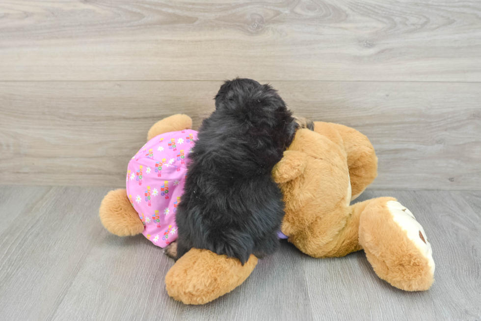 Cute Mini Aussiedoodle Baby