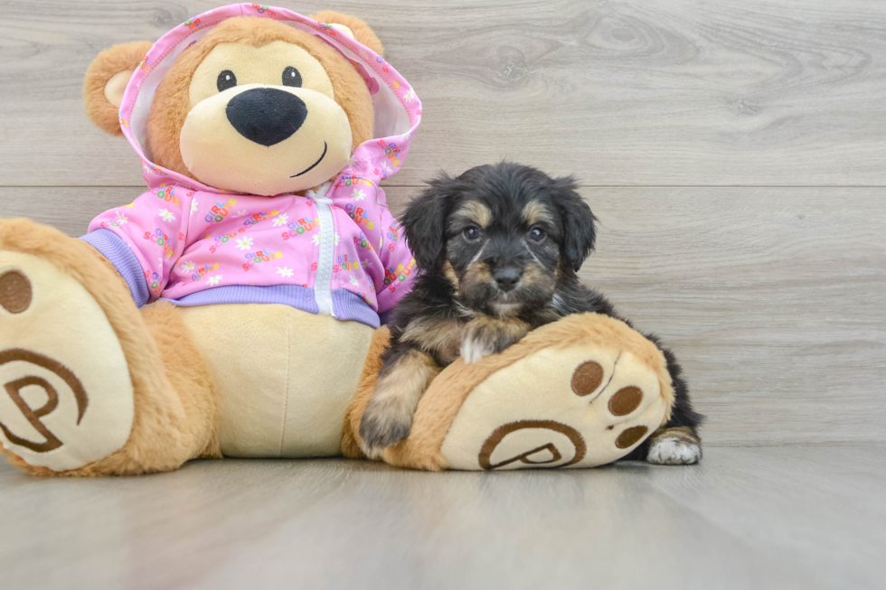 Energetic Aussie Poo Poodle Mix Puppy