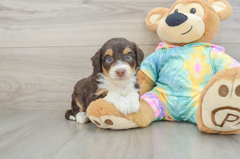 6 week old Mini Aussiedoodle Puppy For Sale - Seaside Pups