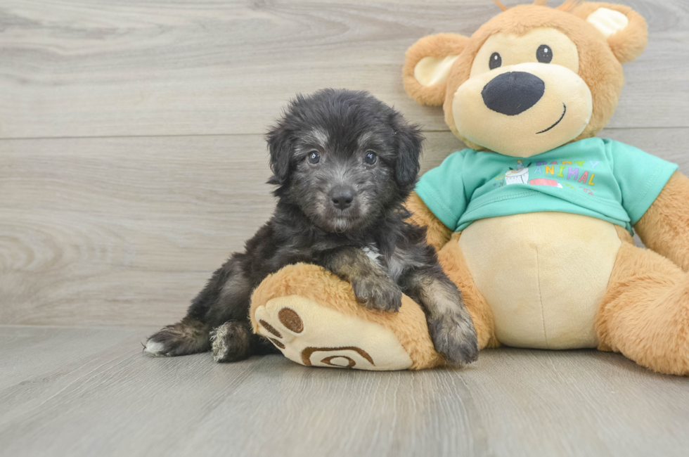 5 week old Mini Aussiedoodle Puppy For Sale - Seaside Pups