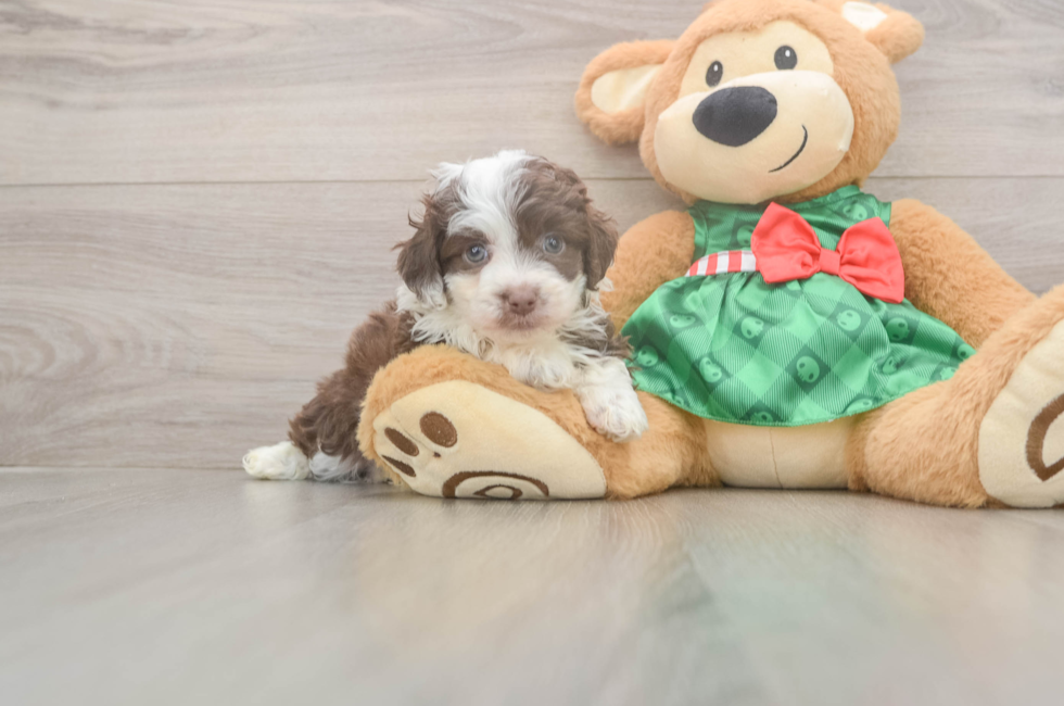 5 week old Mini Aussiedoodle Puppy For Sale - Seaside Pups