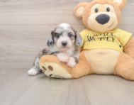 8 week old Mini Aussiedoodle Puppy For Sale - Seaside Pups