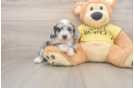 Little Aussiepoo Poodle Mix Puppy